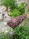 scuplture coq jardin