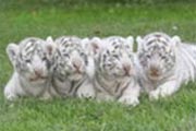 Zoo de Beauval
